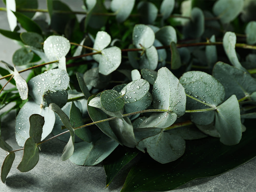 Ramas de eucalipto con gotas de agua, inspiración natural para diseño de bodas y decoración botánica del evento.